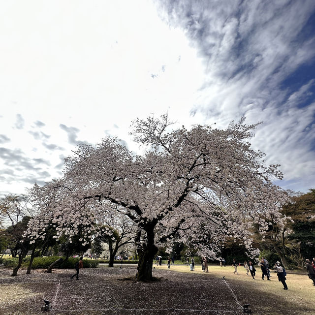 到新宿御苑看櫻花🌸 到新宿御苑看櫻花🌸