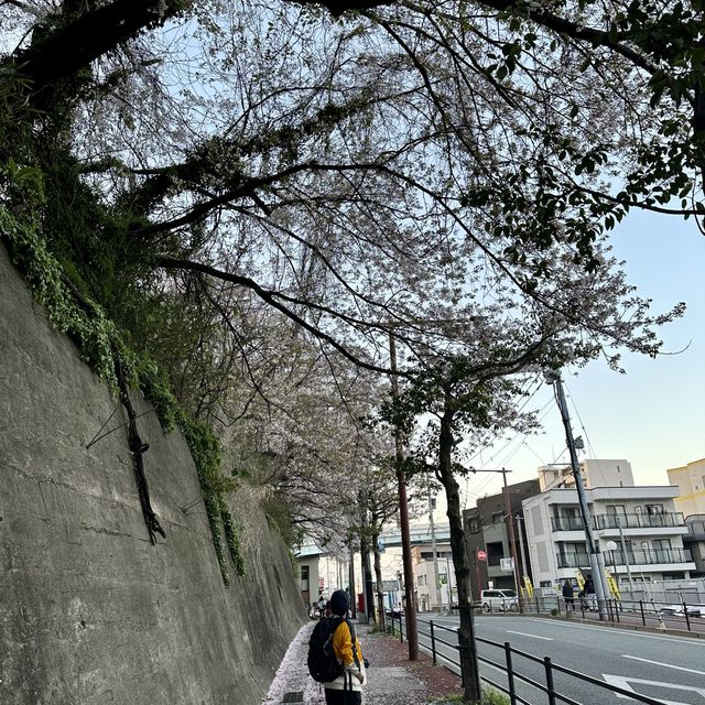 Sakura in Fukuoka!!! 