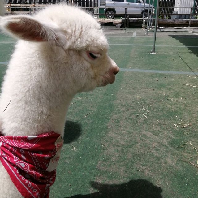 【長野・八ケ岳アルパカ牧場】予想外に癒やされます