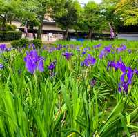 สวนดอกไอริส ชิริว