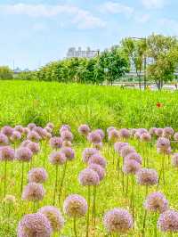 현시각 3가지 꽃을 한번에 볼 수 있는 명소💐
