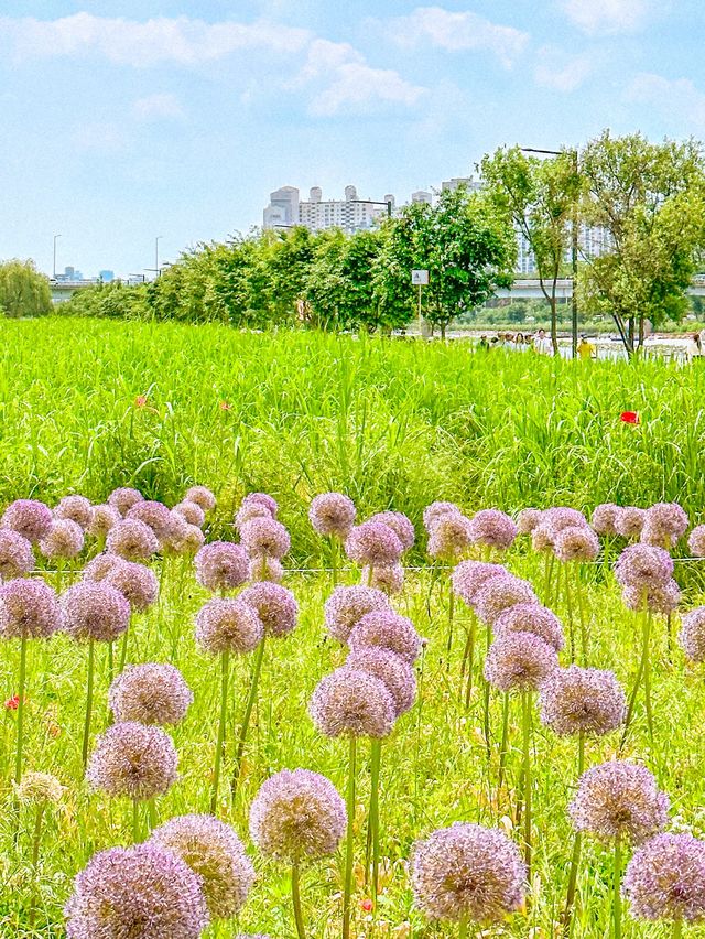 현시각 3가지 꽃을 한번에 볼 수 있는 명소💐