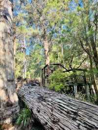 Valley of the Giants 🇦🇺🌏 TingleTrees400yrs