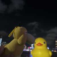 Yellow Ducks are back to Hong Kong 🐤🐤