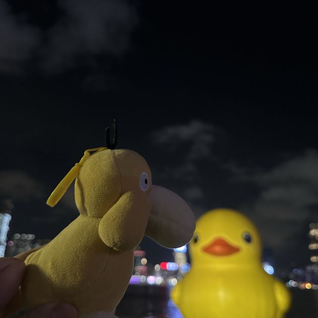 Yellow Ducks are back to Hong Kong 🐤🐤