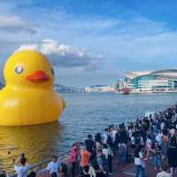 DOUBLE DUCKS橡皮鴨二重奏遊維港藝術展覽打卡