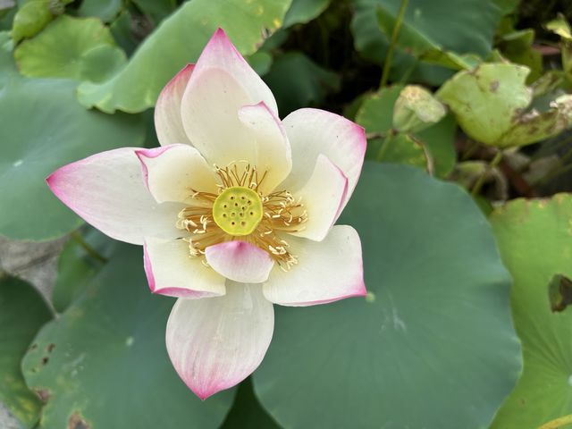 香港遊 | 大嶼山 | 寶蓮禪寺 | 香港荷花節 (下)