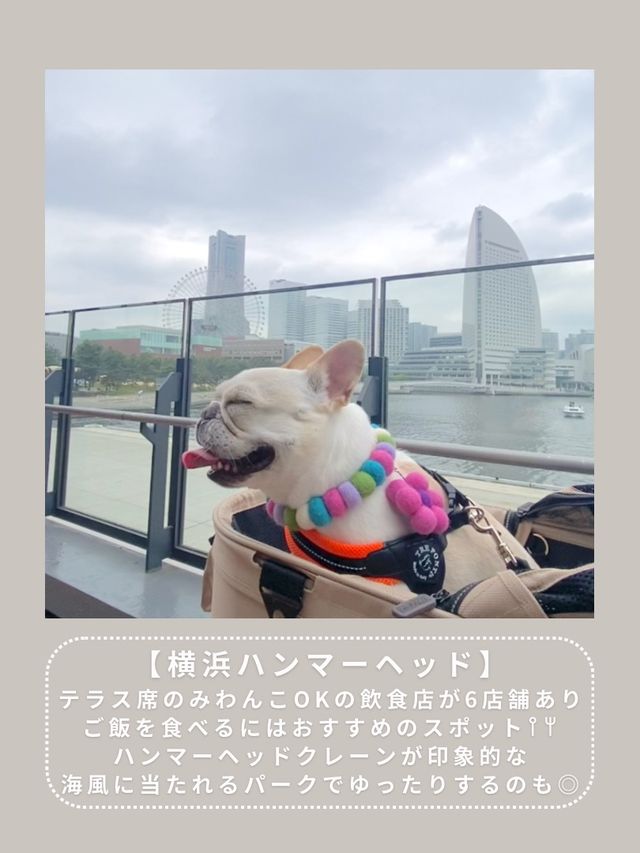 【横浜】わんこと行けるスポット6選🎡