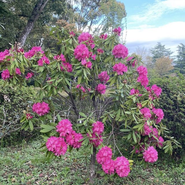 京都  四季折々のお花が楽しめるSPOT🌼