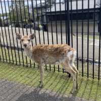 《奈良》鹿と一緒に奈良県を一望できるオススメスポット🐥