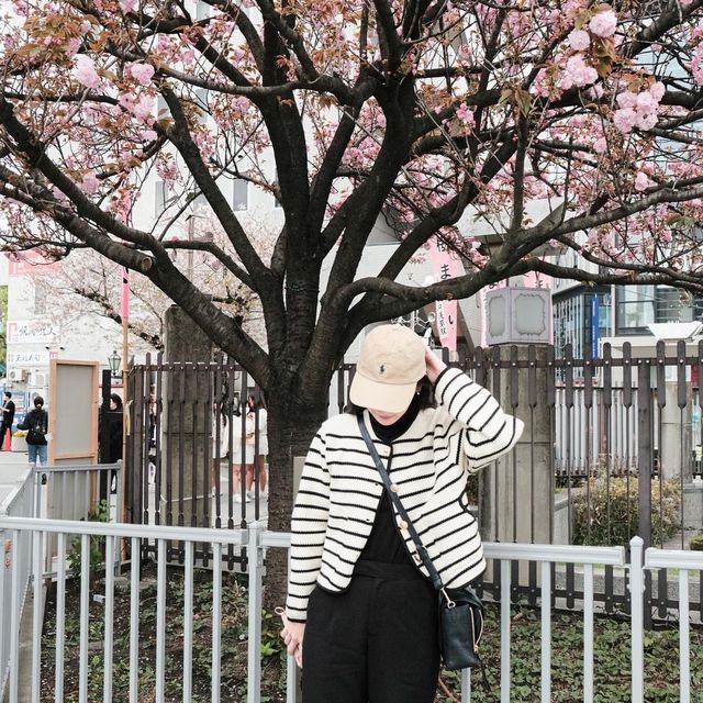 Sumida park 🌸