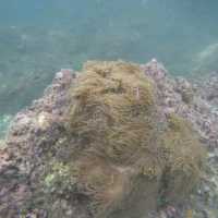 เกาะไหง