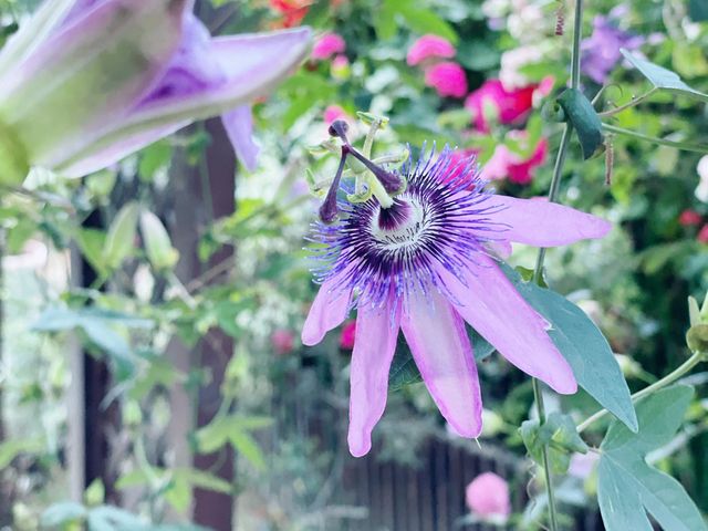 花之都公園