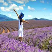 Lavender farm Tours 179$