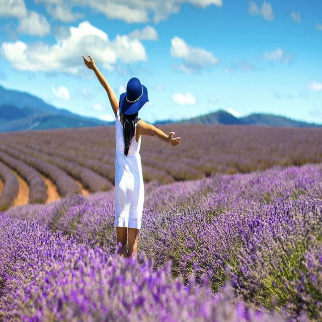 Lavender farm Tours 179$