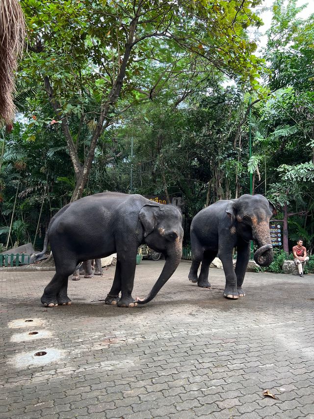 泰國🇹🇭人氣曼谷近郊Marine Park❣️親子遊好去處