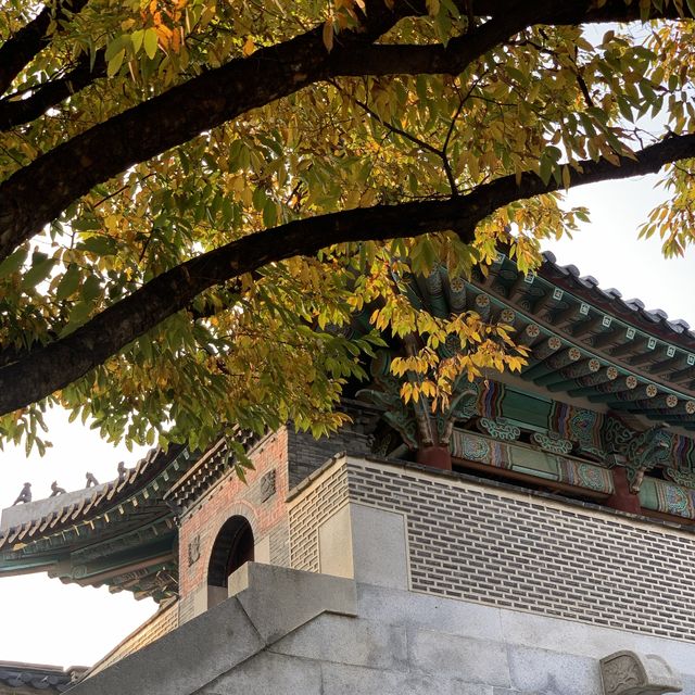 고즈넉한 경복궁.. 가을에 더 예쁜거 아셨나요?🤎🍁