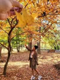 대왕단풍샷 찍고 가을 만끽하기🍁🍂