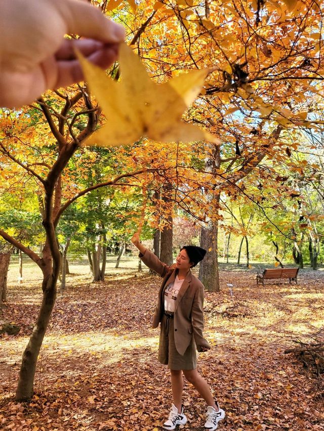 대왕단풍샷 찍고 가을 만끽하기🍁🍂