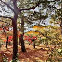 Kinkaku-ji Temple - Golden Pavillion 