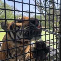近距離跟老虎、長頸鹿和駱駝互動的超有趣動物園 🦒🐯🐫