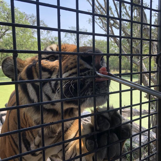 近距離跟老虎、長頸鹿和駱駝互動的超有趣動物園 🦒🐯🐫