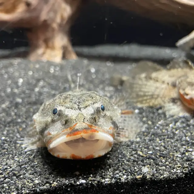 🇯🇵福岡東區海之中道 海洋世界與魚同游🐠