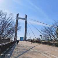 東京木場公園河津櫻