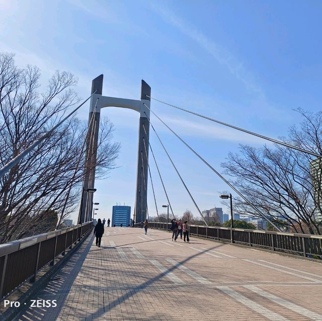 東京木場公園河津櫻