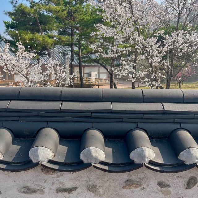 사람보다 벚꽃이 더 많은 공주 벚꽃 스팟모음🌸