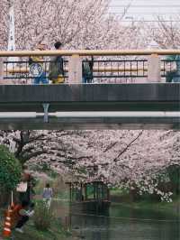 京都 | 小眾賞櫻地點 伏見十石舟