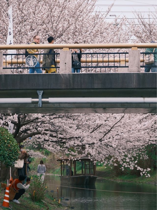 京都 | 小眾賞櫻地點 伏見十石舟