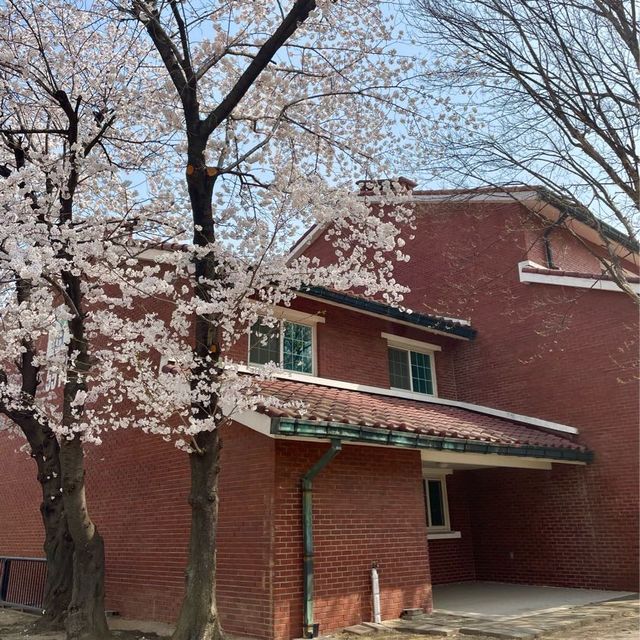 이국적인 벚꽃 스팟:: 용산공원 미군기지 부분개방부지🌸