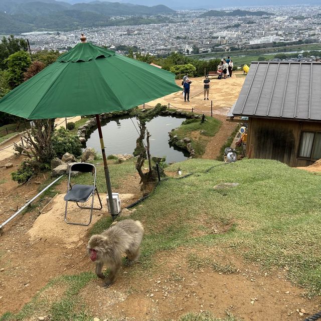 Arashiyama Monkey park- Nice views