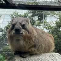 最棒動物園：神戶動物王國