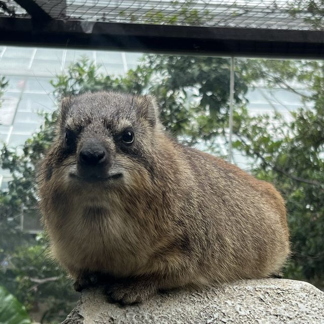 最棒動物園：神戶動物王國