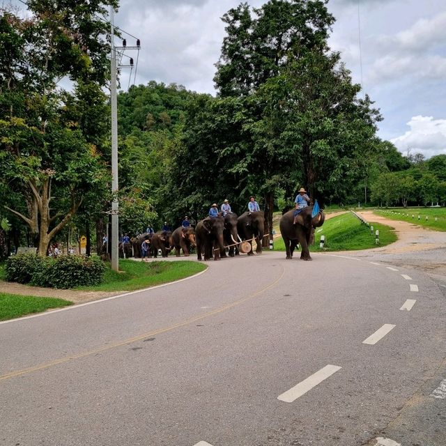 ศูนย์อนุรักษ์ช้างไทยลำปาง