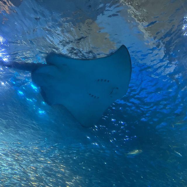 日本最大水族館❤️親子遊推介