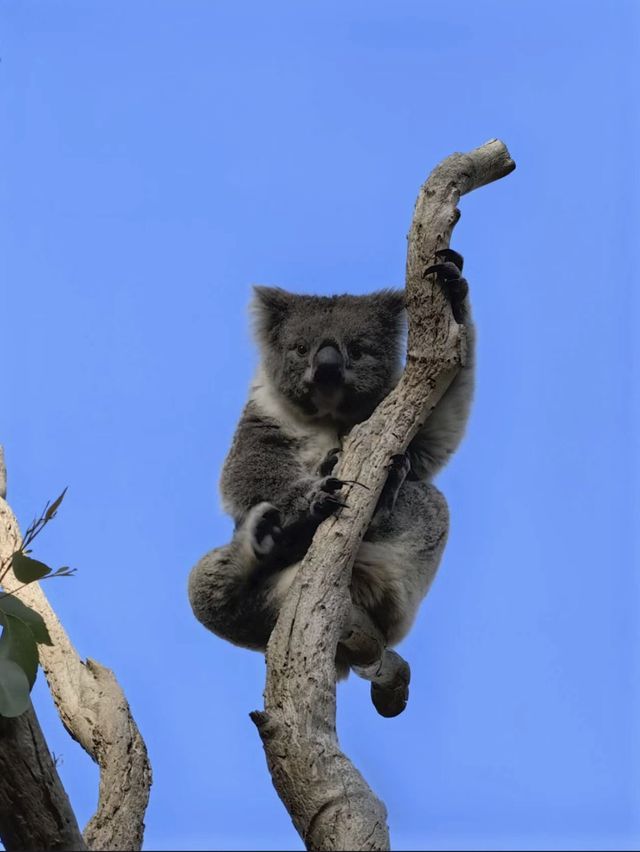 🏝️🦘🐨🦭阿德萊德袋鼠島～動物王國🏝️🦘🐨🦭