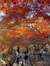 【福岡紅葉】有名な秋月城跡の紅葉🍁