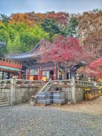 한적하게 거닐기 좋은 아름다운 홍룡사🍂