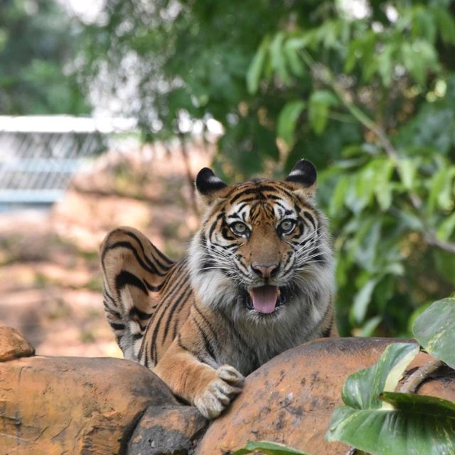 The Surabaya Zoo(KBS)