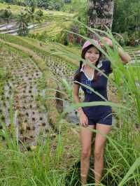 Bali's Enchanted Jatiluwih Rice Terraces