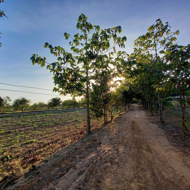 yindee organic farm at amnat