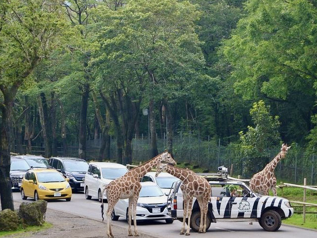 Fuji Safari Park