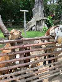 峇里親子遊❤️最大動物園😳Bali Safari and Marine Park🙈
