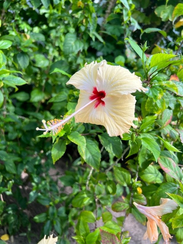 🇲🇻馬爾代夫Krumba椰子島帶給你最放鬆美好時光🥥🏖️