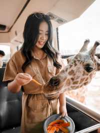 ไปให้อาหารยีราฟกันน | ซาฟารีปาร์ค กาญจนบุรี