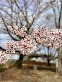 【栃木】桜の時期にオススメ！一日遊べる道の駅ろまんちっく村