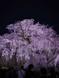 京都×夜桜 7選✨※一夜で回るルートプラン情報付 